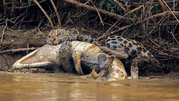 Hasil foto karya Chris Brunskill dari Inggris. Istimewa/Dok. Boredpanda.