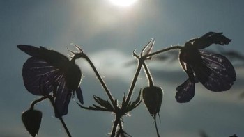 Lebah ini terlihat seperti membawa pergi bulan. (Foto: Brightside)