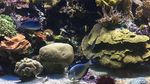 Yuk Belajar Tentang Laut di Oceanographic Museum of Monaco