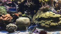 Selain jadi museum, gedung ini juga memuat Institute Oceanographique tempat di mana para peneliti maritim bekerja.