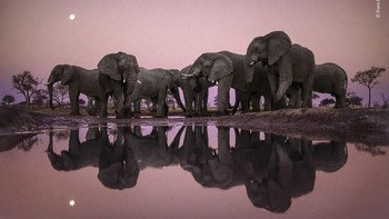 Hasil foto karya Frans Lanting dari Belanda. Istimewa/Dok. Boredpanda.