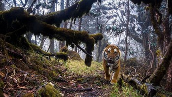 Harimau liar di hutan ini adalah karya dari Emmanuel Rondeau, Perancis. Foto: Boredpanda