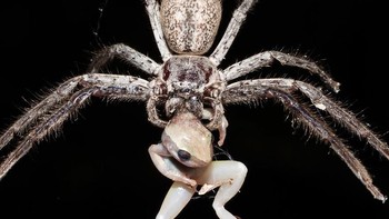 Hewan tarantula yang menangkap seekor mangsanya ini adalah karya Robert Irwin, Australia. Foto: Boredpanda