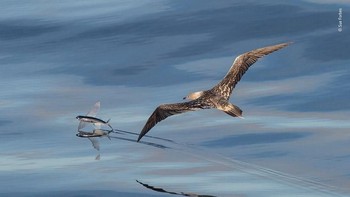Foto perilaku burung ini dihasilkan oleh Sue Forbes, Inggris. Foto: Boredpanda