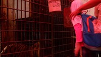 Akan ada pawang yang menemani. Wisatawan harus mengikuti arahan dari pawang. Misalnya, tangan jangan terlalu dekat, juga tidak merekam saat memberi makan harimau dan singa. (Uje Hartono/detikTravel)