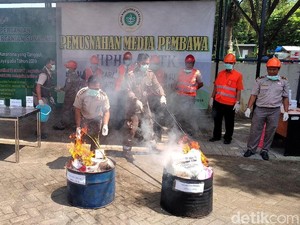 Kornet Babi dan Benih Tanaman Dimusnahkan Balai Karantina Malang
