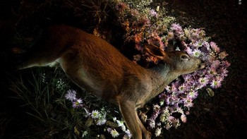Hasil foto karya Morgan Heim dari Amerika Serikat. Istimewa/Dok. Boredpanda.