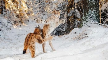 Hasil foto karya Julius Kramer dari Jerman. Istimewa/Dok. Boredpanda.
