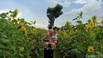 Foto: Kebun Bunga Matahari yang Viral di Kediri