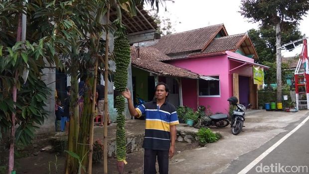 Tandan pisang sepanjang hampir 2 meter di Salatiga. 