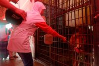 Memberi makan harimau (Uje Hartono/detikTravel)