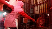 Salah satu yang berani mencoba adalah Siswi SMP bernama Ataya Zahran. Dia mengaku senang meski awalnya takut. Sebab, biasanya ia hanya melihat harimau atau singa dari kejauhan. (Uje Hartono/detikTravel)
