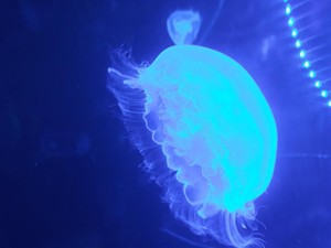 Meriahkan Natal & Tahun Baru, 1.000 Ubur-ubur Kepung SeaWorld