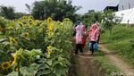 Foto: Kebun Bunga Matahari yang Viral di Kediri