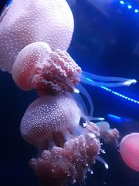 Meriahkan Natal & Tahun Baru, 1.000 Ubur-ubur 'Kepung' SeaWorld 