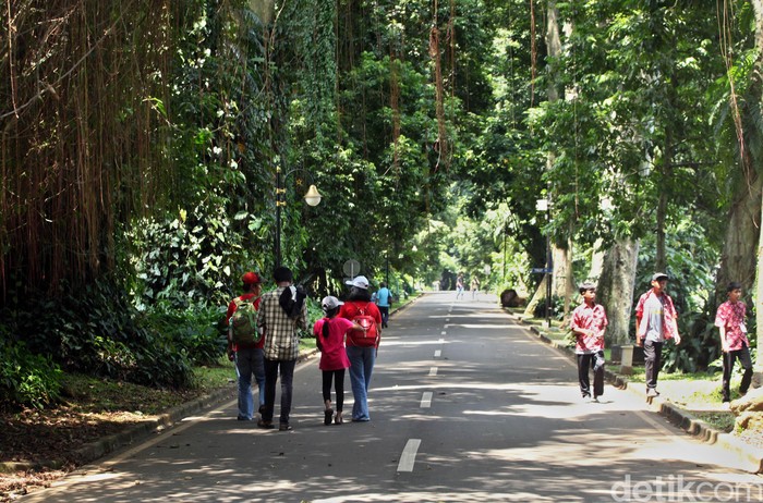 Angin kencang yang melanda wilayah Bogor membuat banyak pohon di Kebun Raya Bogor ditutup sementara. Namun, kini tempat wisata itu kembali dibuka untuk umum.