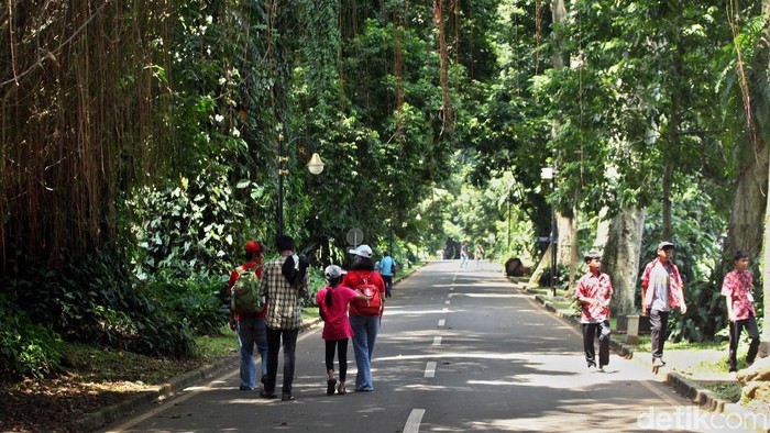 Angin kencang yang melanda wilayah Bogor membuat banyak pohon di Kebun Raya Bogor ditutup sementara. Namun, kini tempat wisata itu kembali dibuka untuk umum.