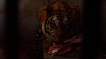 Foto: Nyuapin Makan Harimau di Banjarnegara, Berani?