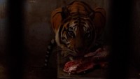 Para wisatawan diberi kesempatan untuk masuk ke kandang Harimau dan Singa. Di dalam kandang, sudah disediakan potongan daging sapi dan alat penjepit. Soal keamanan, jangan khawatir. (Uje Hartono/detikTravel) 