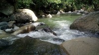 Rasakan sendiri deh sejuknya aliran sungai. Bikin betah lama-lama! (dok Asosiasi Pariwisata Polman)
