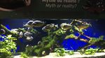 Yuk Belajar Tentang Laut di Oceanographic Museum of Monaco