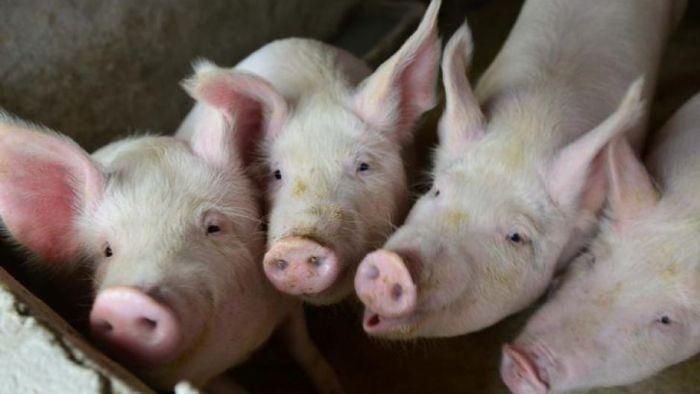 Virus Demam Babi Afrika Telah Menyebar Ke 22 Provinsi di China