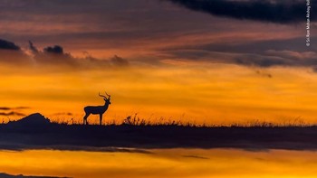 Hasil foto karya Sri Ram Mohan Akshay Valluru dari India. Istimewa/Dok. Boredpanda.