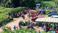 Memasuki masa liburan sekolah, Kebun Bunga Matahari ramai dikunjungi wisatawan (Andhika Dwi/detikTravel)
