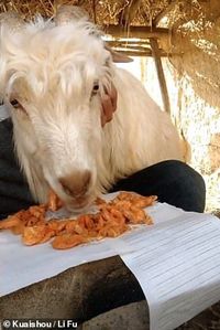 Bukan Rumput, Kambing Asal China Ini Doyan Curi Makanan Manusia