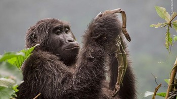 Hasil foto karya Ricardo Núñez Montero dari Spanyol. Istimewa/Dok. Boredpanda.