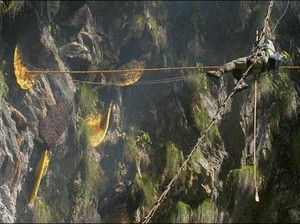 Atraksi Berani Mati Pemburu Madu di Nepal
