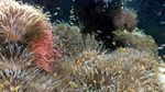Yuk Belajar Tentang Laut di Oceanographic Museum of Monaco
