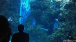Yuk Belajar Tentang Laut di Oceanographic Museum of Monaco