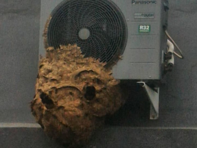 Damkar Evakuasi Sarang Tawon 90 Cm yang Nempel di Blower AC Damkar Evakuasi Sarang Tawon 90 Cm yang Nempel di Blower AC