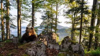 Foto berjudul Wilayah Beruang ini merupakan karya Marc Graf, Austria. Foto: Boredpanda