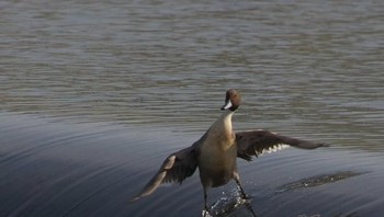 Bebek ini asyik bergaya bermain air. (Foto: Brightside)