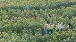 Foto: Kebun Bunga Matahari yang Viral di Kediri