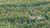 Banyak juga anak-anak yang asyik main di kebun. Selain melihat bunga matahari, anak sekolah akan mendapat edukasi jenis tanaman hortikultura, sekaligus penjelasan cara penanamannya (Andhika Dwi/detikTravel)