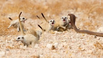 Hasil foto karya Tertius A Gous dari Afrika Selatan. Istimewa/Dok. Boredpanda.