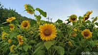 Kebun Bunga Matahari bisa traveler kunjungi di Jalan Selomangleng, Kecamatan Mojoroto, Kota Kediri (Andhika Dwi/detikTravel)