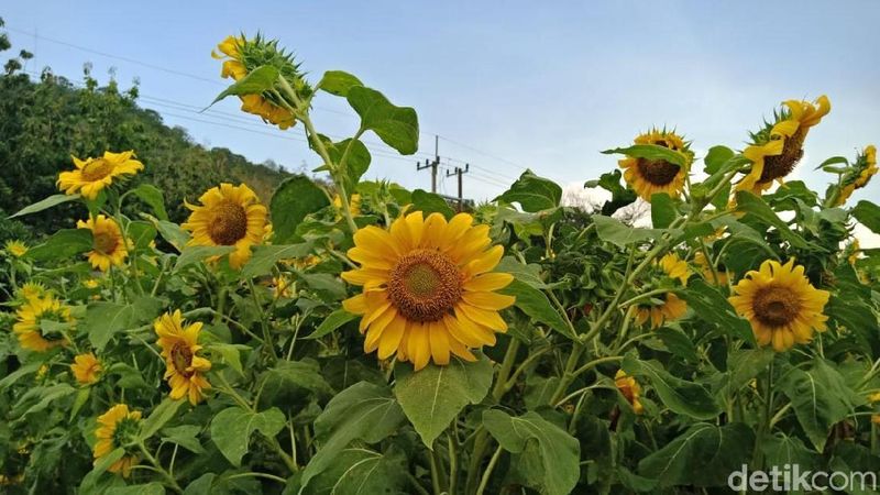 Foto Kebun Bunga Matahari Yang Viral Di Kediri