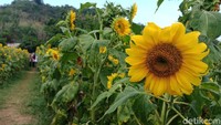 Area kebun begitu luas, mencapai sekitar 900 meter persegi (Andhika Dwi/detikTravel)