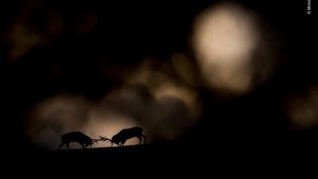 Hasil foto karya Michel D’oultremont dari Belgia. Istimewa/Dok. Boredpanda.