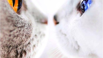 Dua tatapan mata kucing dengan warna yang indah. (Foto: Brightside)