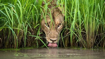 Hasil foto karya Isak Pretorius dari Afrika Selatan. Istimewa/Dok. Boredpanda.