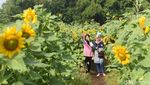Foto: Kebun Bunga Matahari yang Viral di Kediri