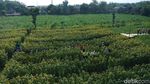 Foto: Kebun Bunga Matahari yang Viral di Kediri