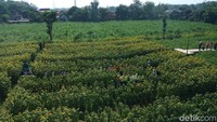 Ada ribuan tanaman bunga matahari di sini (Andhika Dwi/detikTravel)