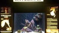 Kuda laut juga menjadi salah satu mahluk laut yang dipajang di sini.