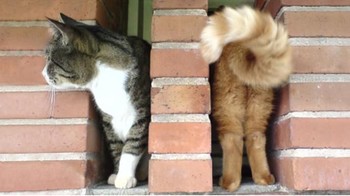 Kucing ini seolah berubah kostum. (Foto: Brightside)